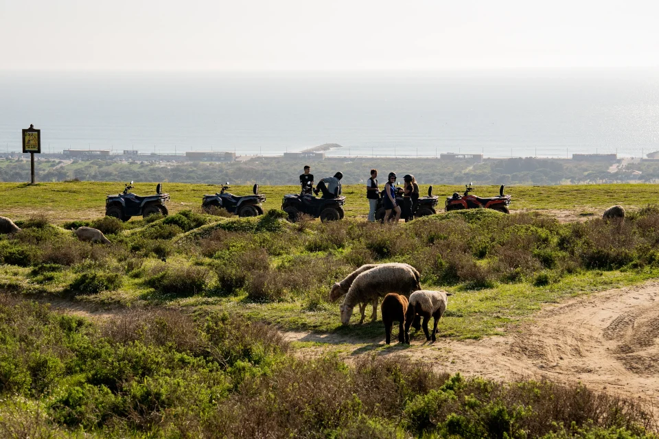 Riders parked at a Costa da Caparica viewpoint with sheep grazing in the foreground and the ocean behind
